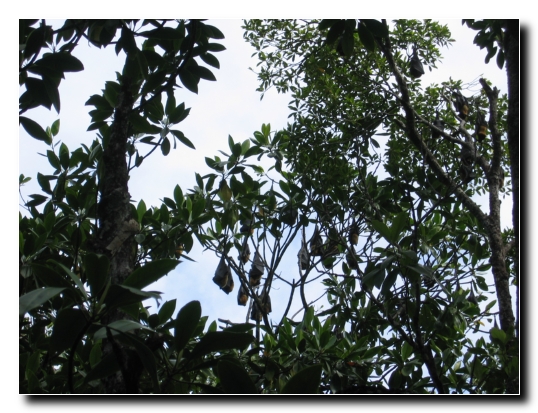 032 Schlafende Flughunde